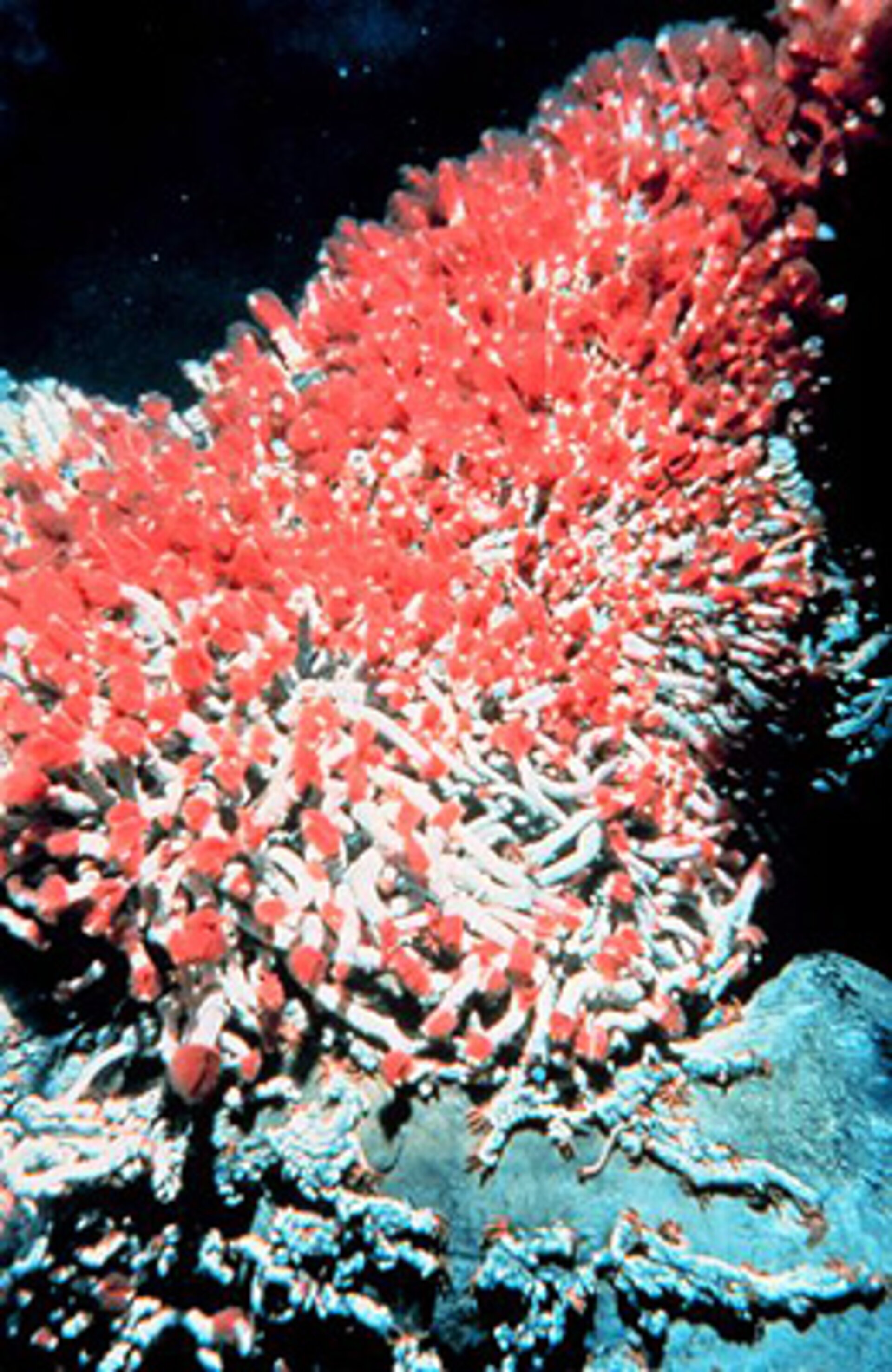 Tube worms feeding at the base of a black smoker
