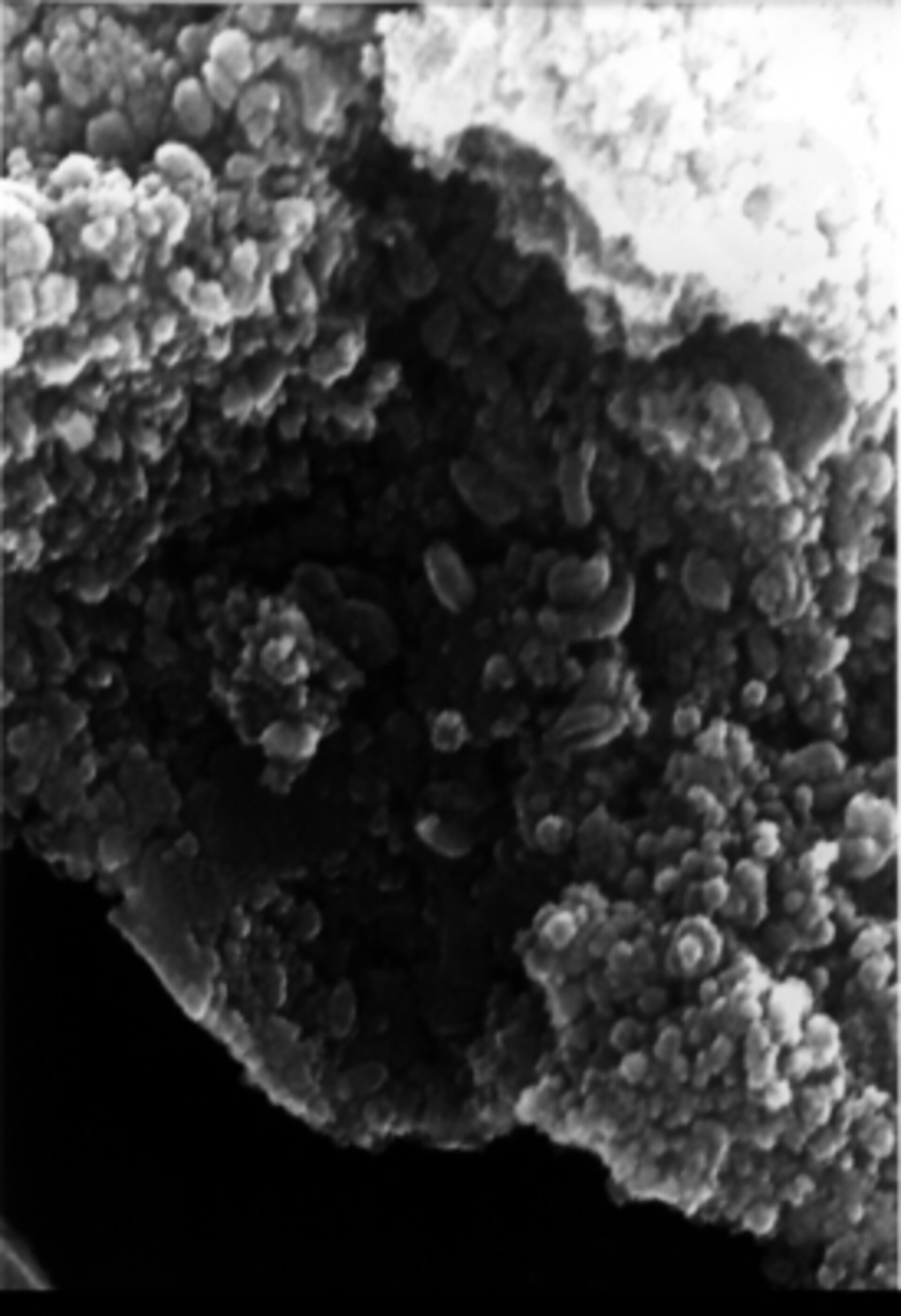 De små äggformade strukturerna på denna meteorit från Mars skulle kunna vara mikrofossiler