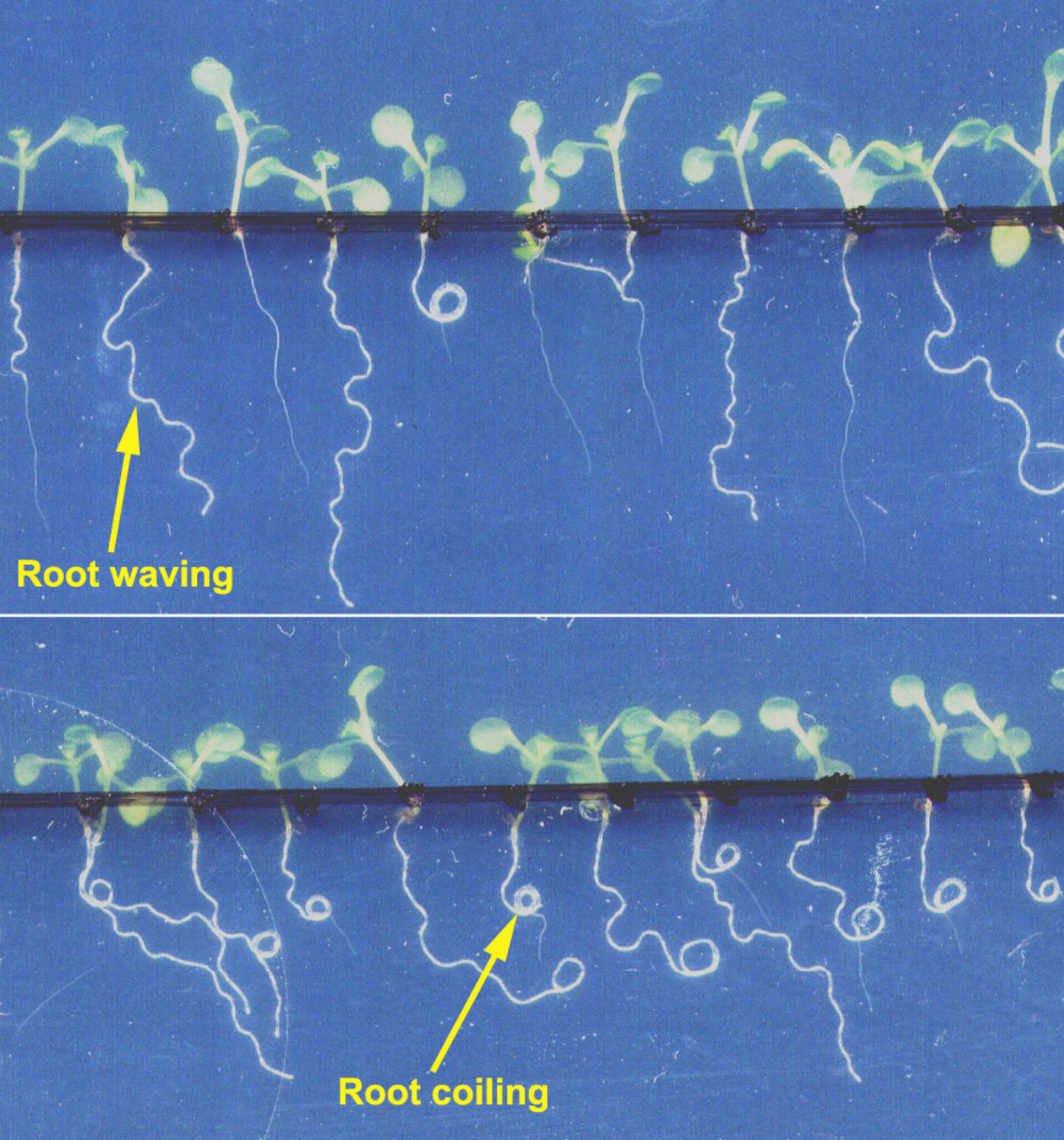 WAICO investigates root waving and coiling in Arabidopsis seedlings
