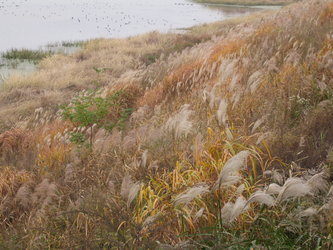 Upo wetland, Republic of Korea