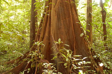 Large tropical tree