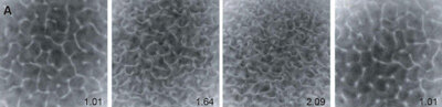 Plan view of steady state bioconvective patterns developed under various gravities & recorded with suspensions of T.thermophila