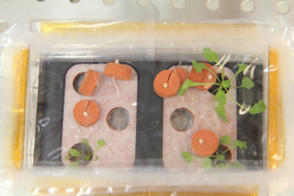 Thale cress growing