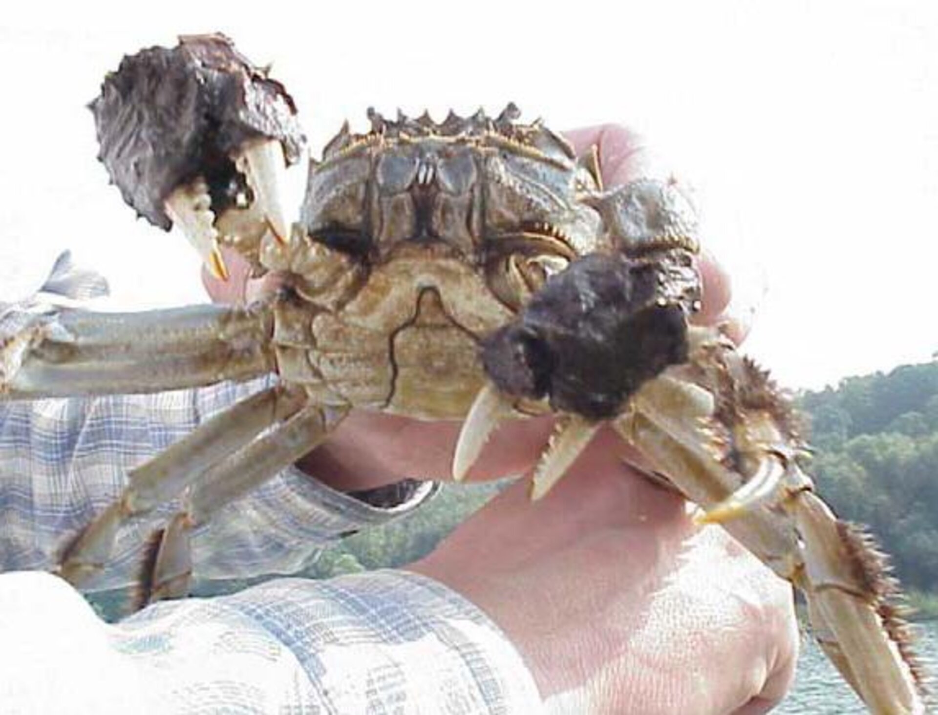 Hairy crab invasion