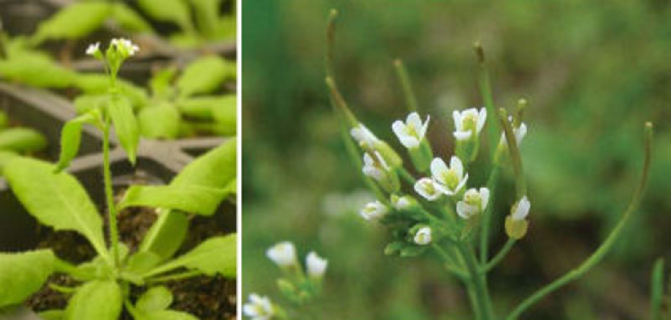 Arabidopsis thaliana