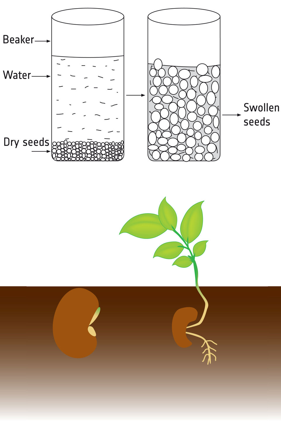 Seeds and plants