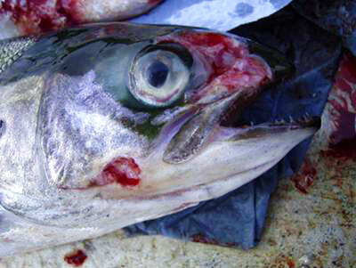 Farmed fish damaged by jellyfish