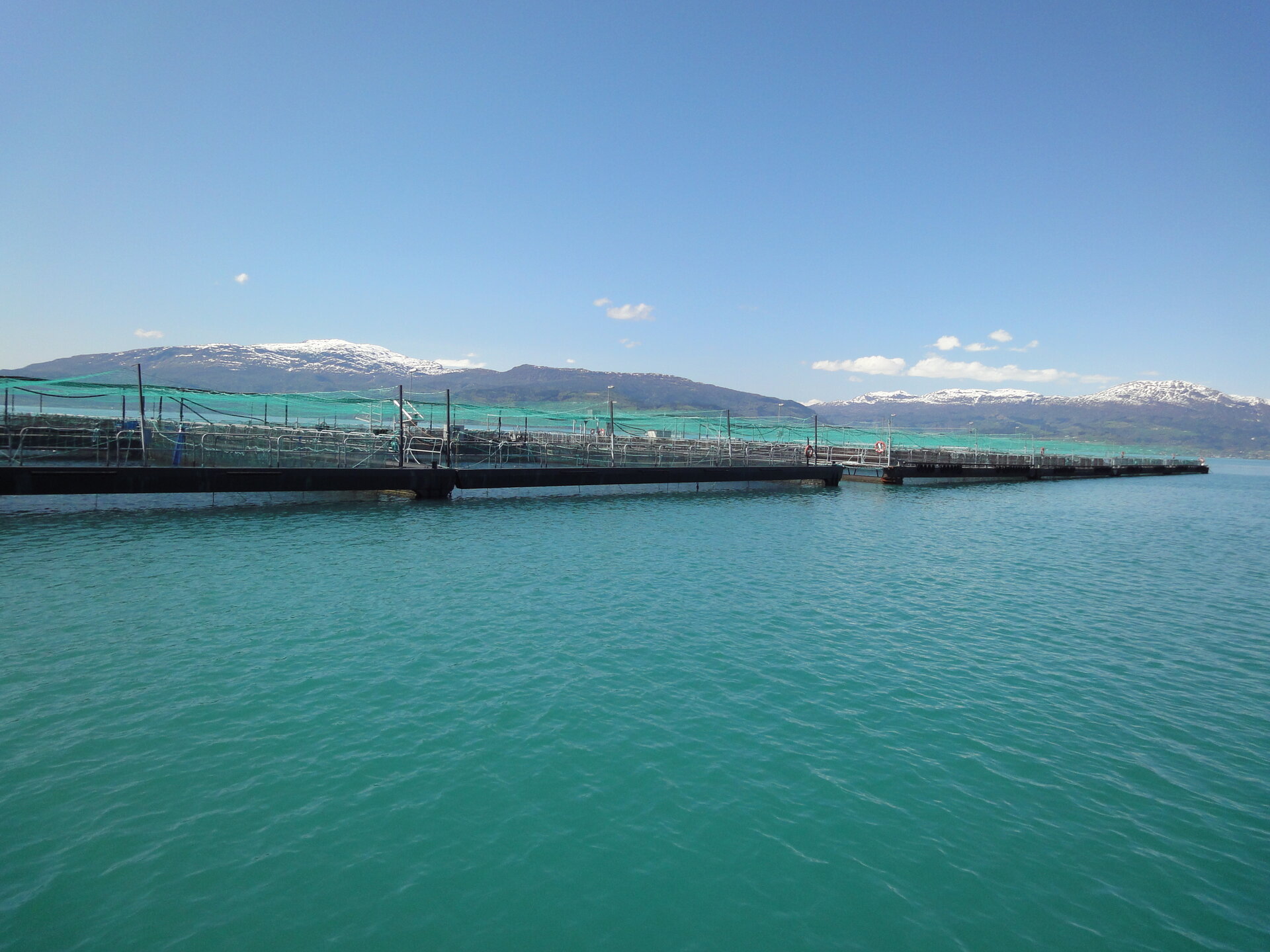 Fish farm growing Atlantic salmon