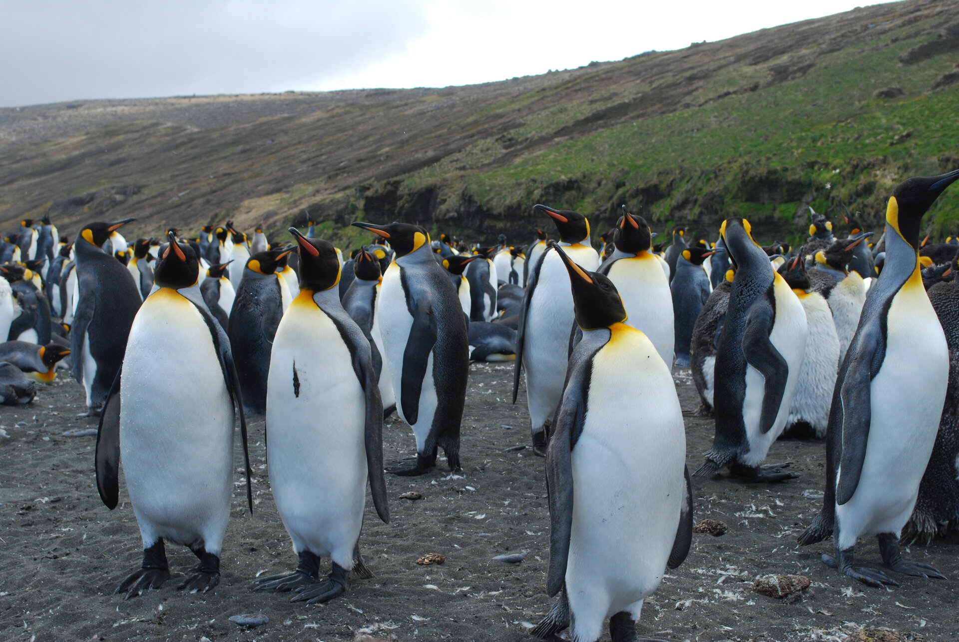 Penguins of Kerguelen