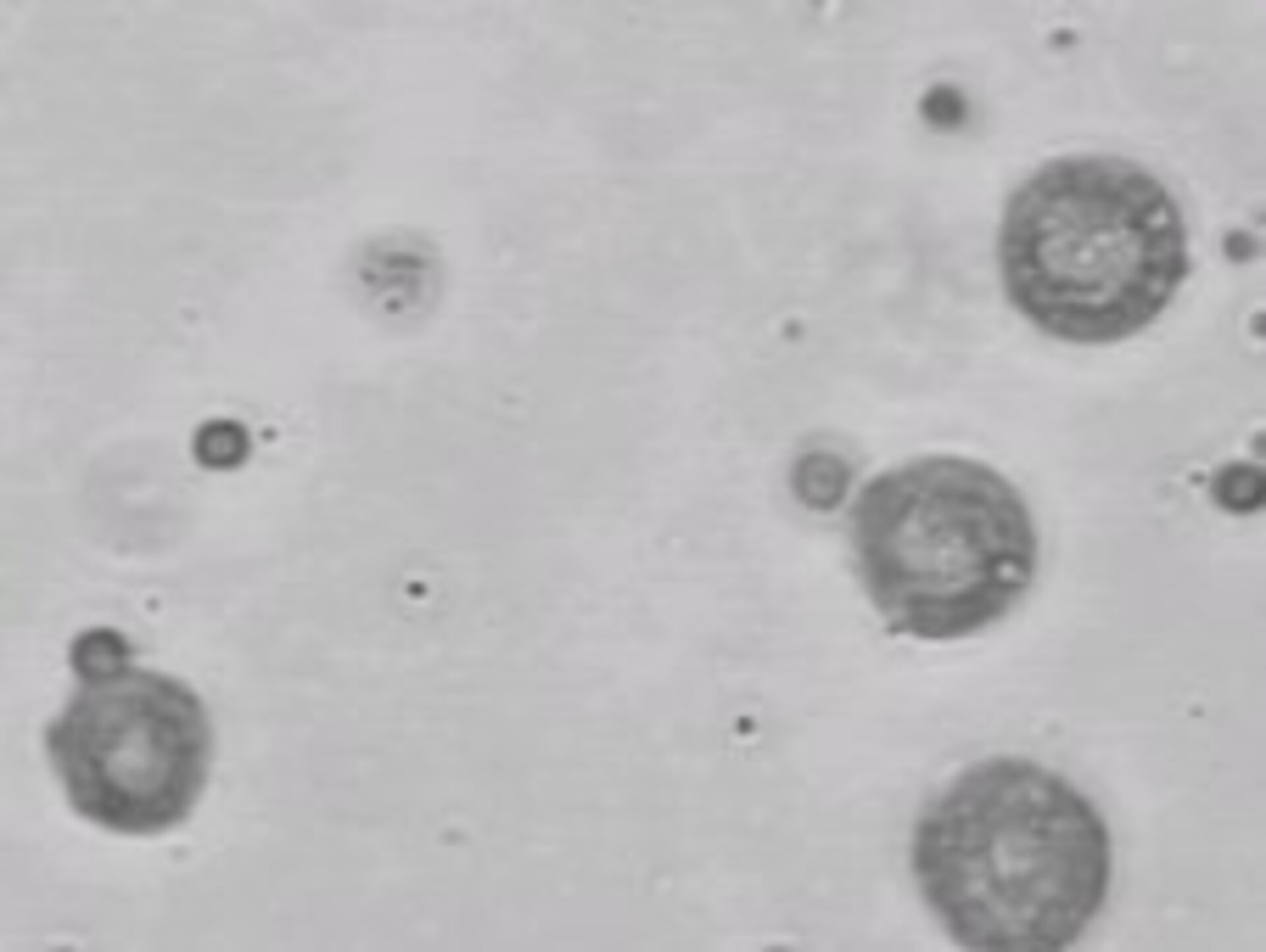 Mikroverkapselung einzelner Zellen
