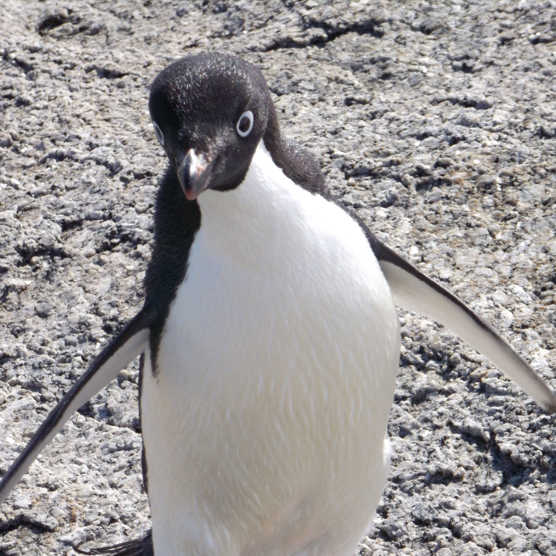 Adélie Penguin at Terra Nova Bay, Antarctica