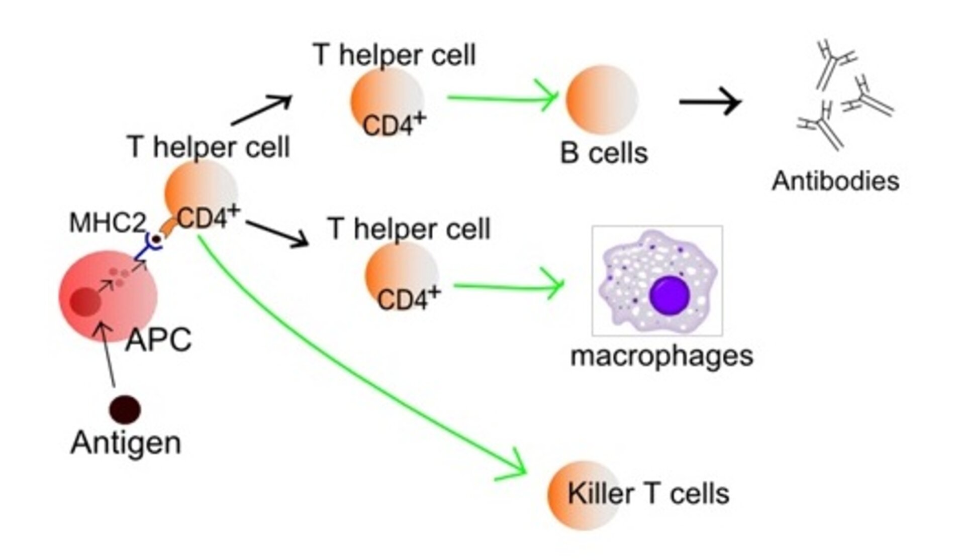 Activation of T-cells in the immune system