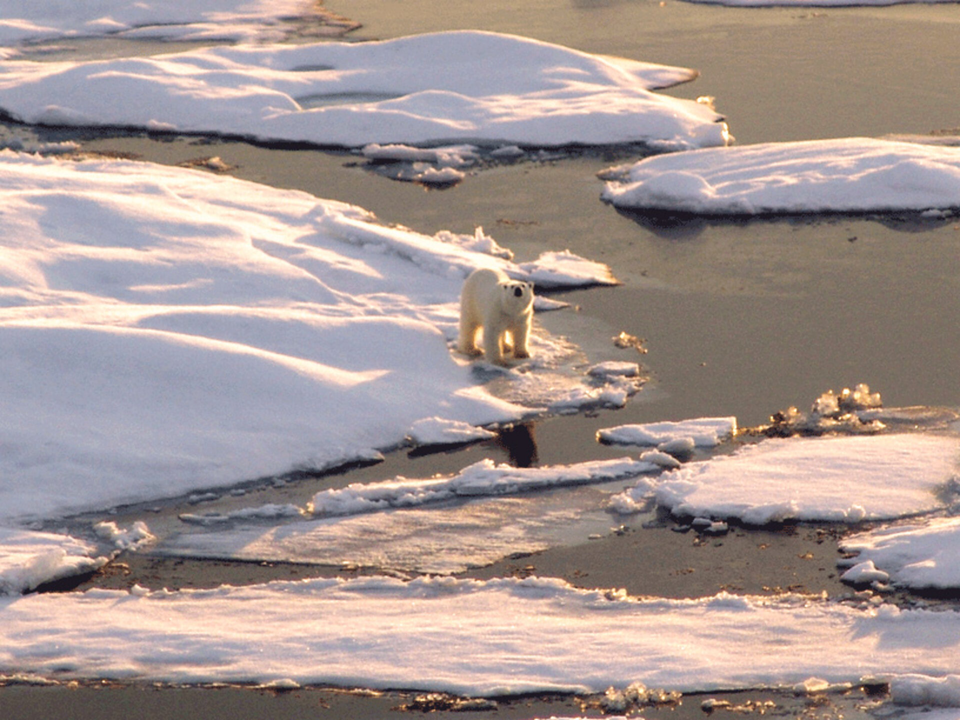 Climate: polar bear