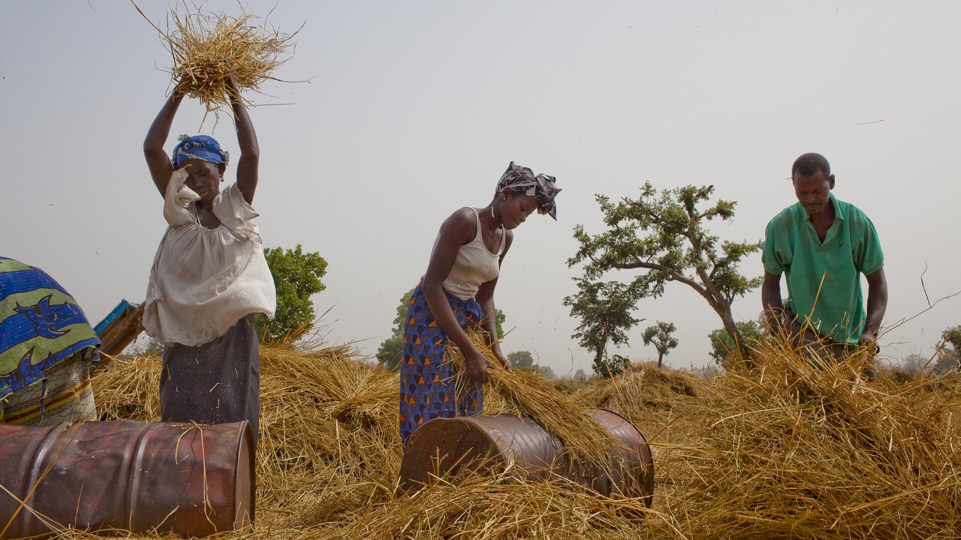 Threshing rice