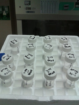 Cell cultures