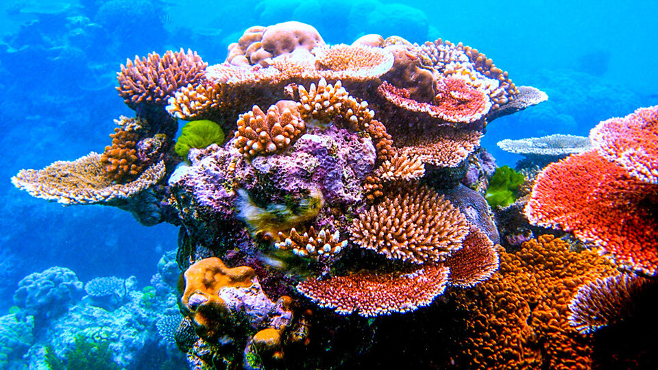 Κοράλλια