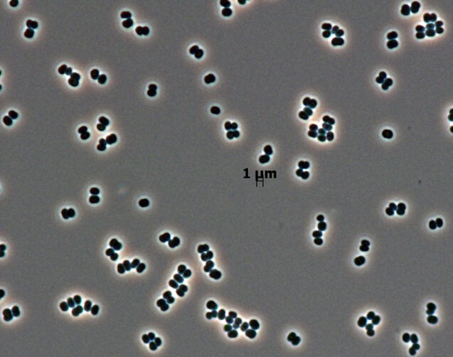 Baktérie nalezené v čistých místnostech ESA a NASA