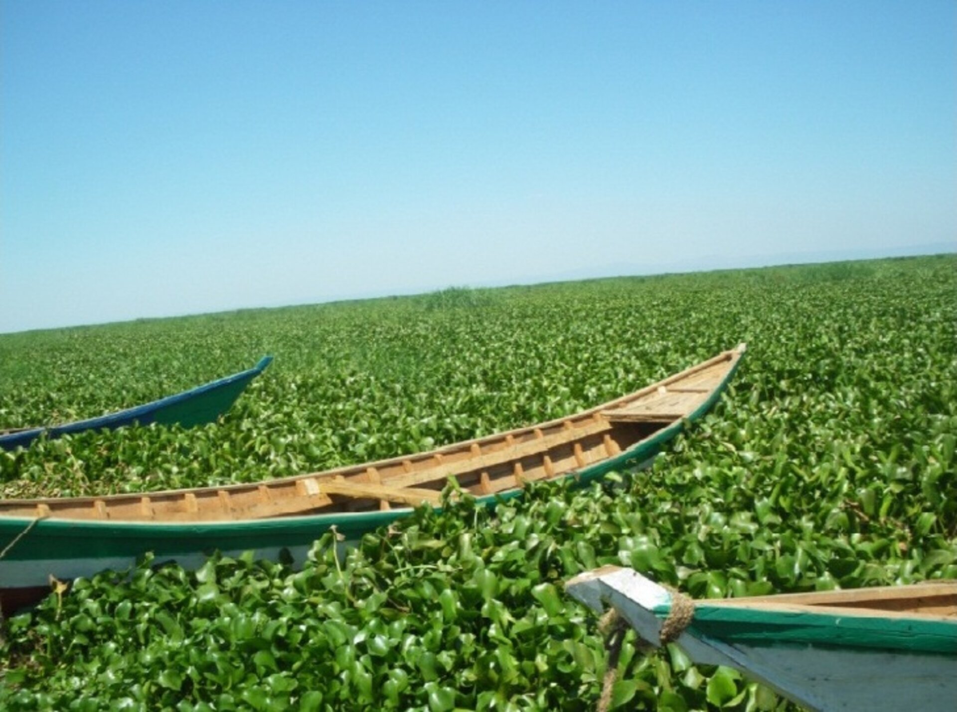 Water hyacinths trapping fishing boats