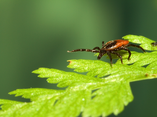 Risk of tickborne encephalitis