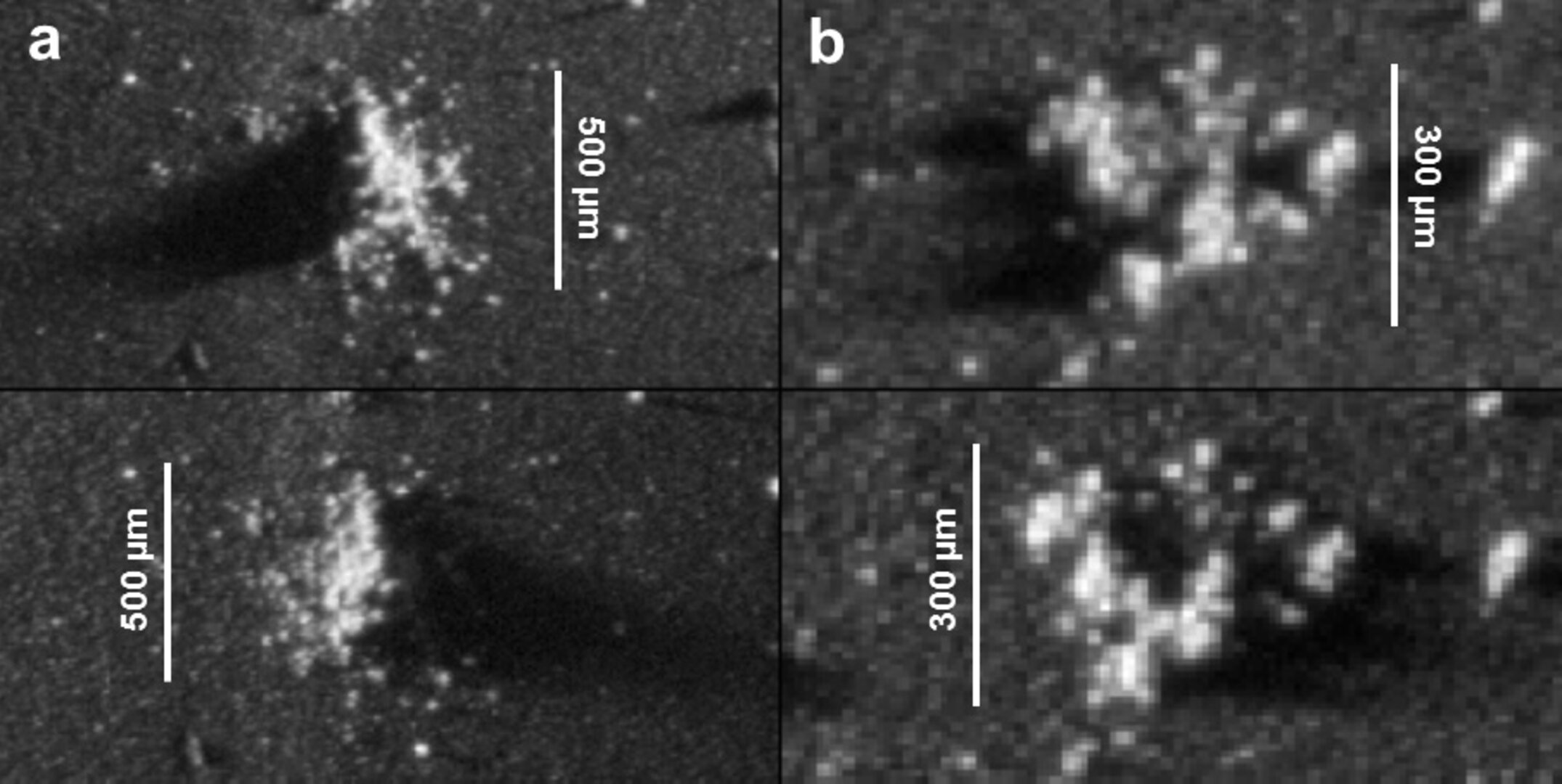 Tschuris flockige Staubteilchen ganz nah: Diese beiden Partikel sind einen halben, beziehungsweise 0,3  Millimeter groß.  