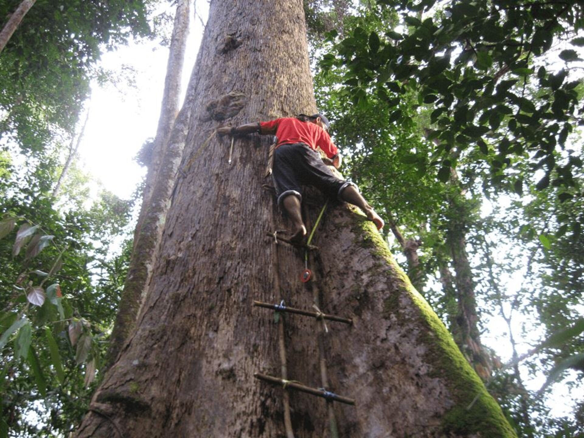 Measuring trees from the ground