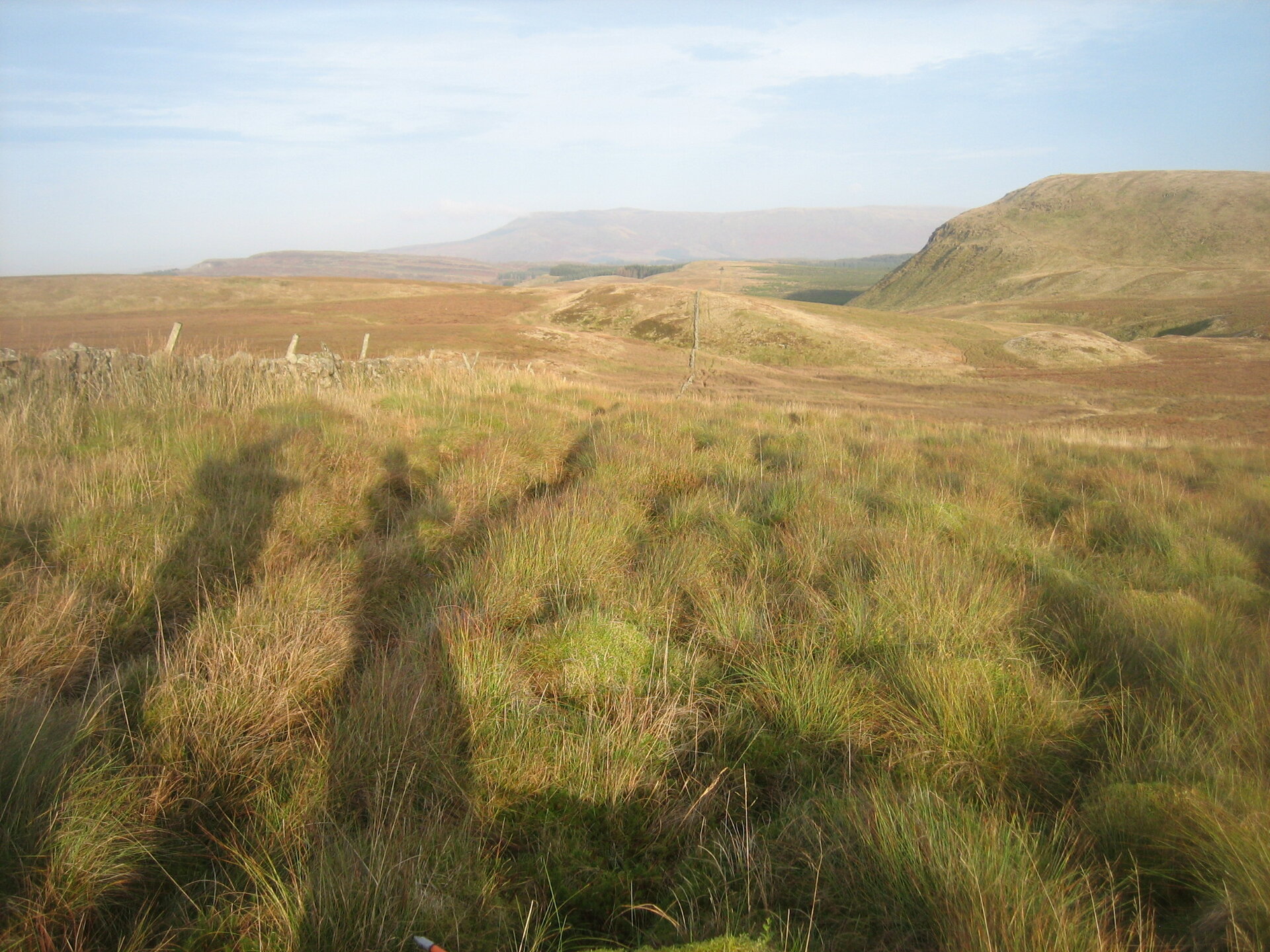 Peatland area