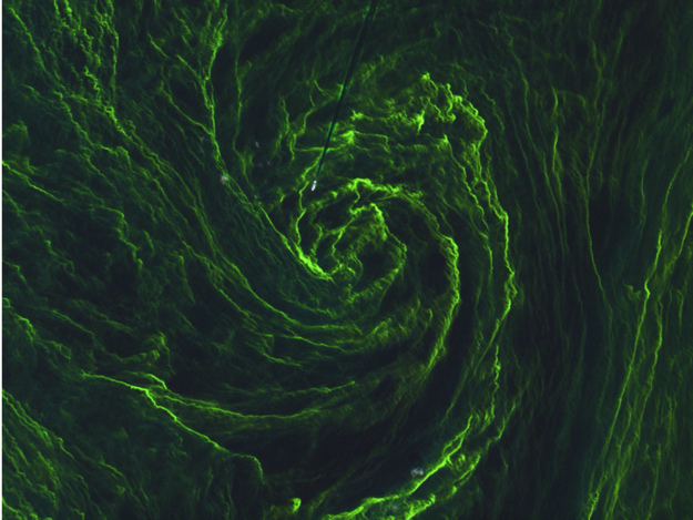 Eye_of_an_algal_storm_large.png