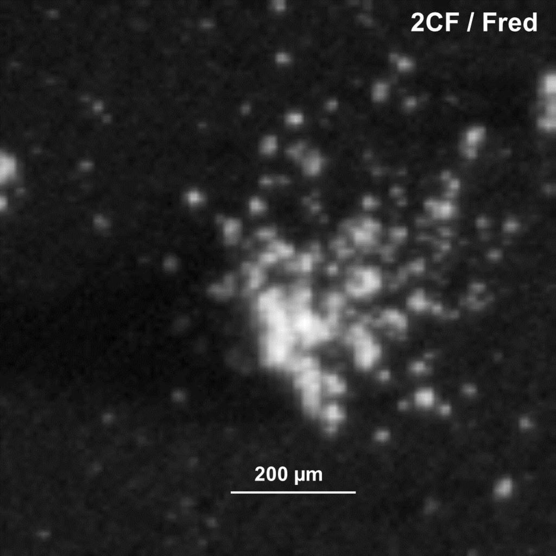 Comet dust – Fred