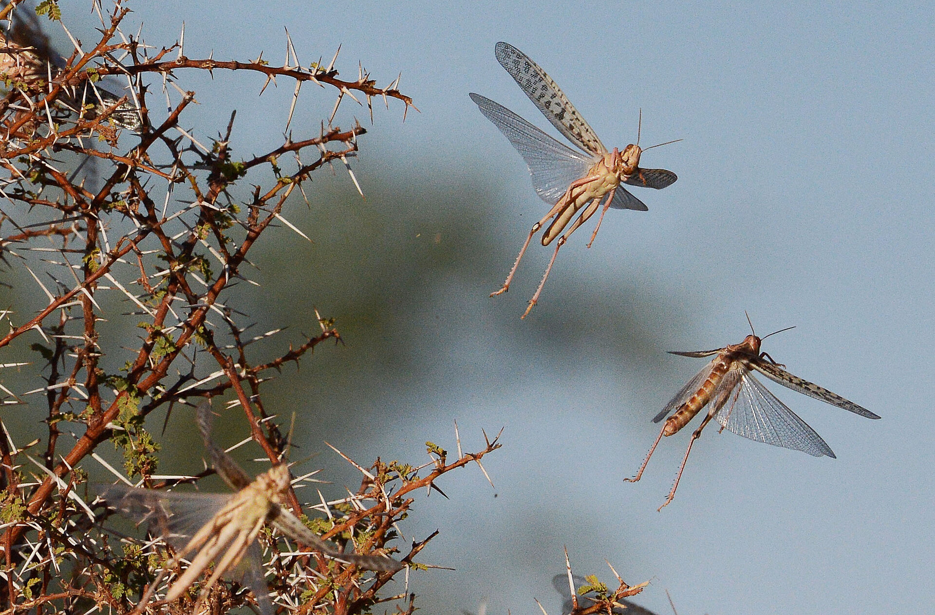 Desert locust