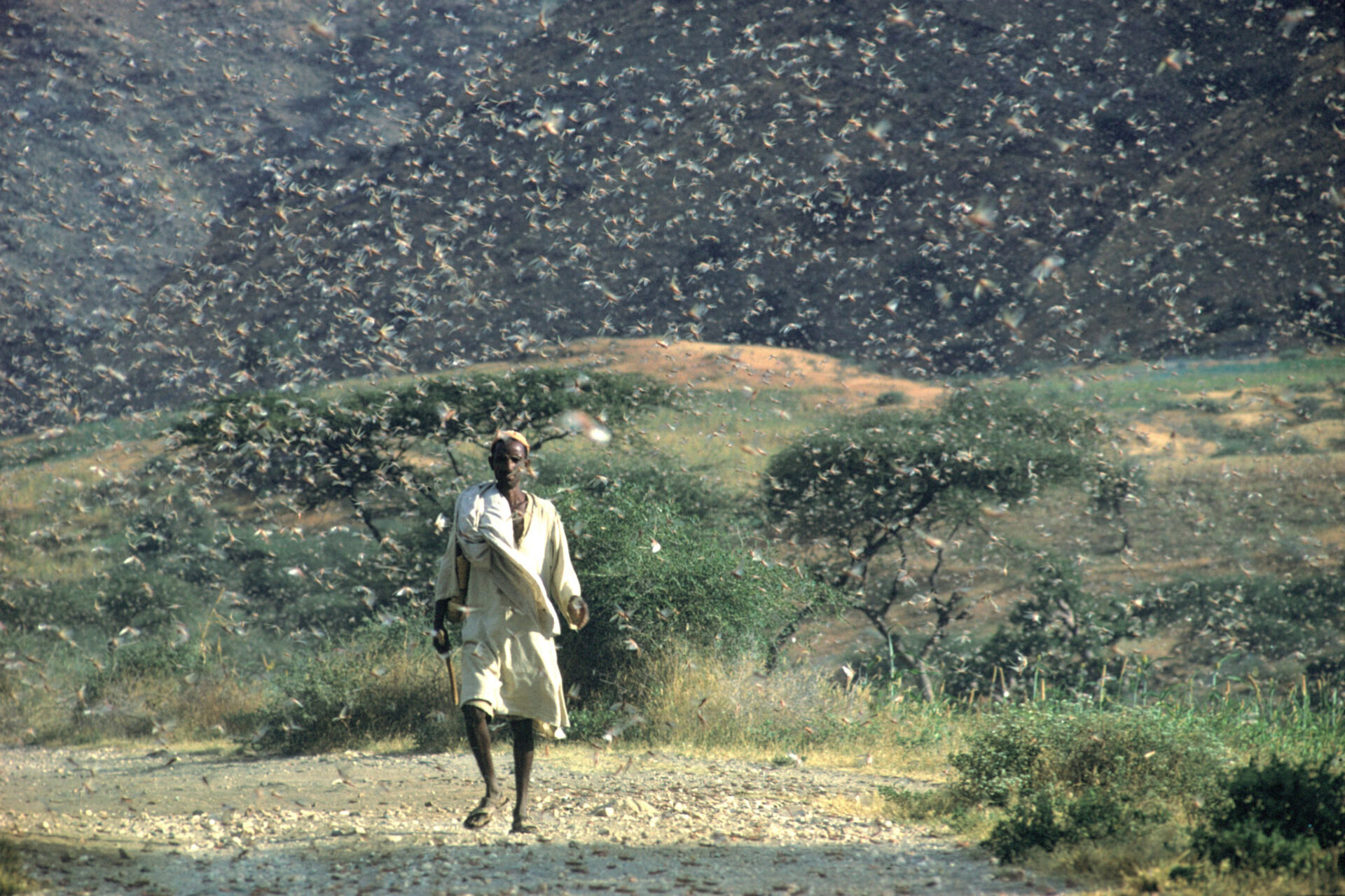 Invasión de langostas del desierto