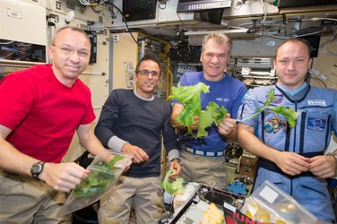 Space lettuce for dinner on the ISS