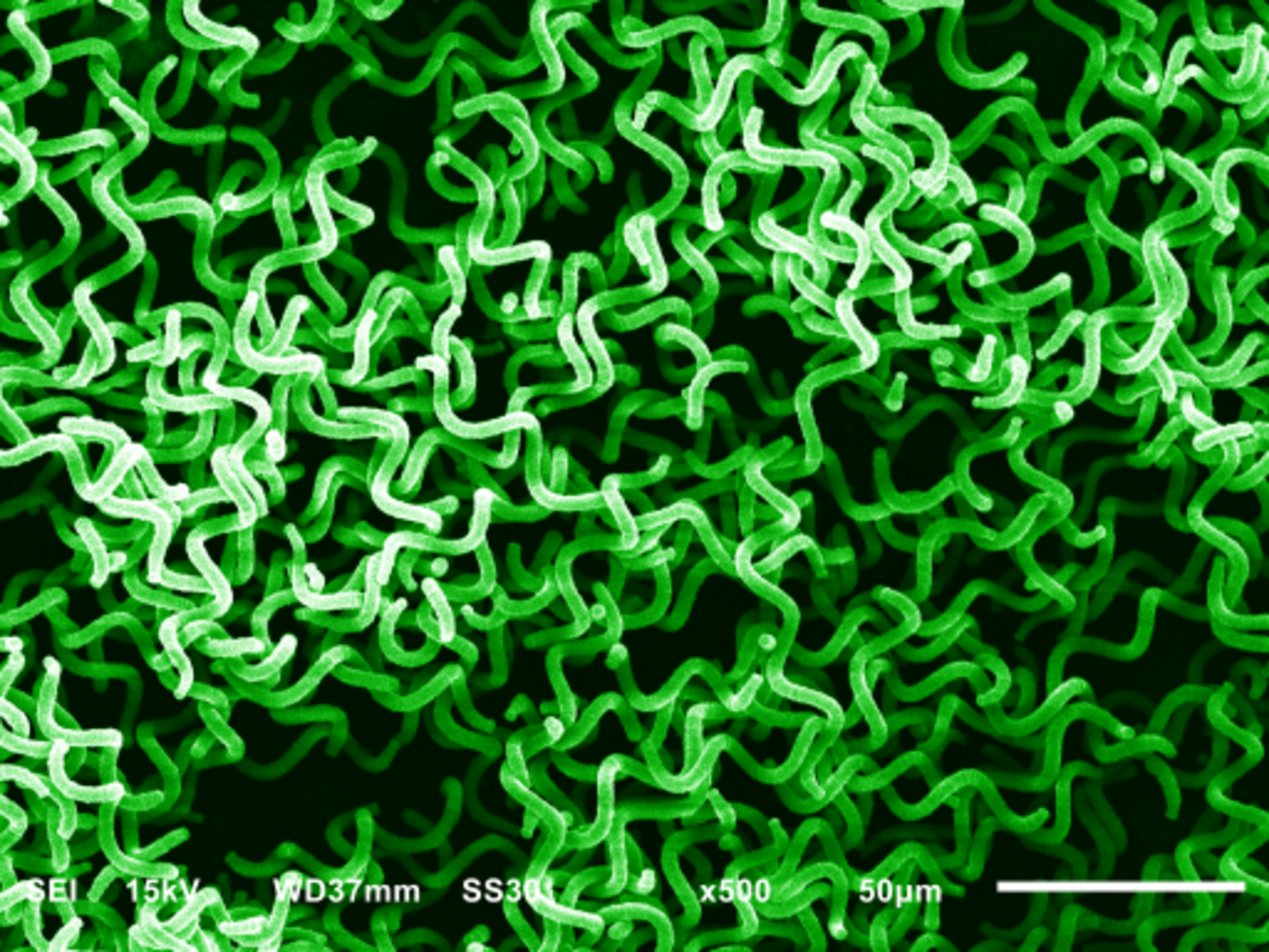 Microalgas Arthrospira