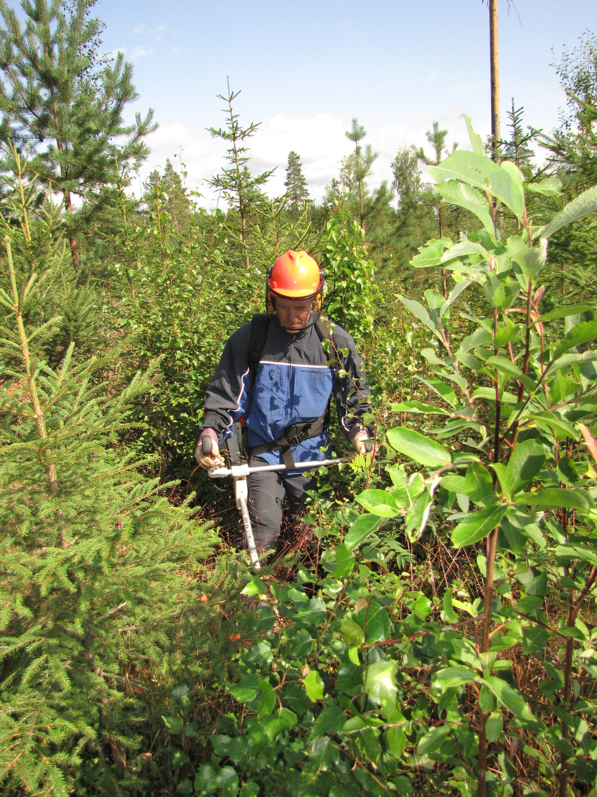 Shrub removal 