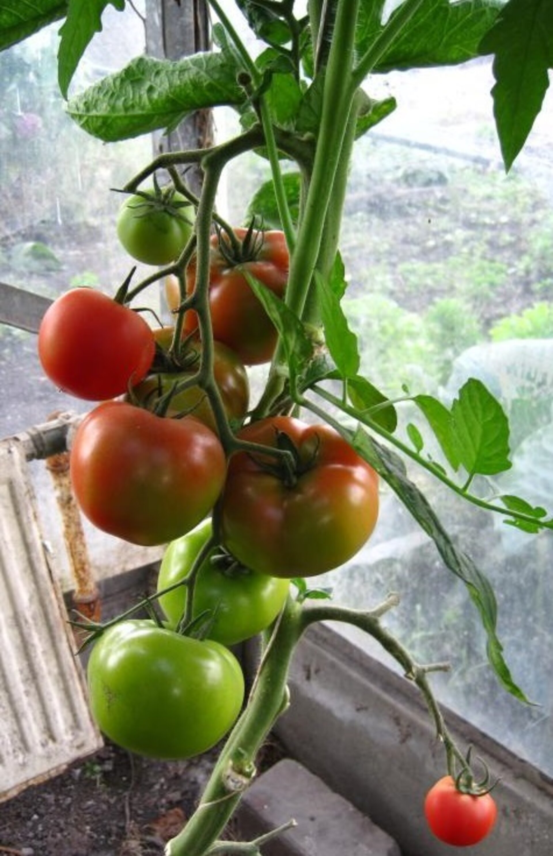 Hot house tomatoes