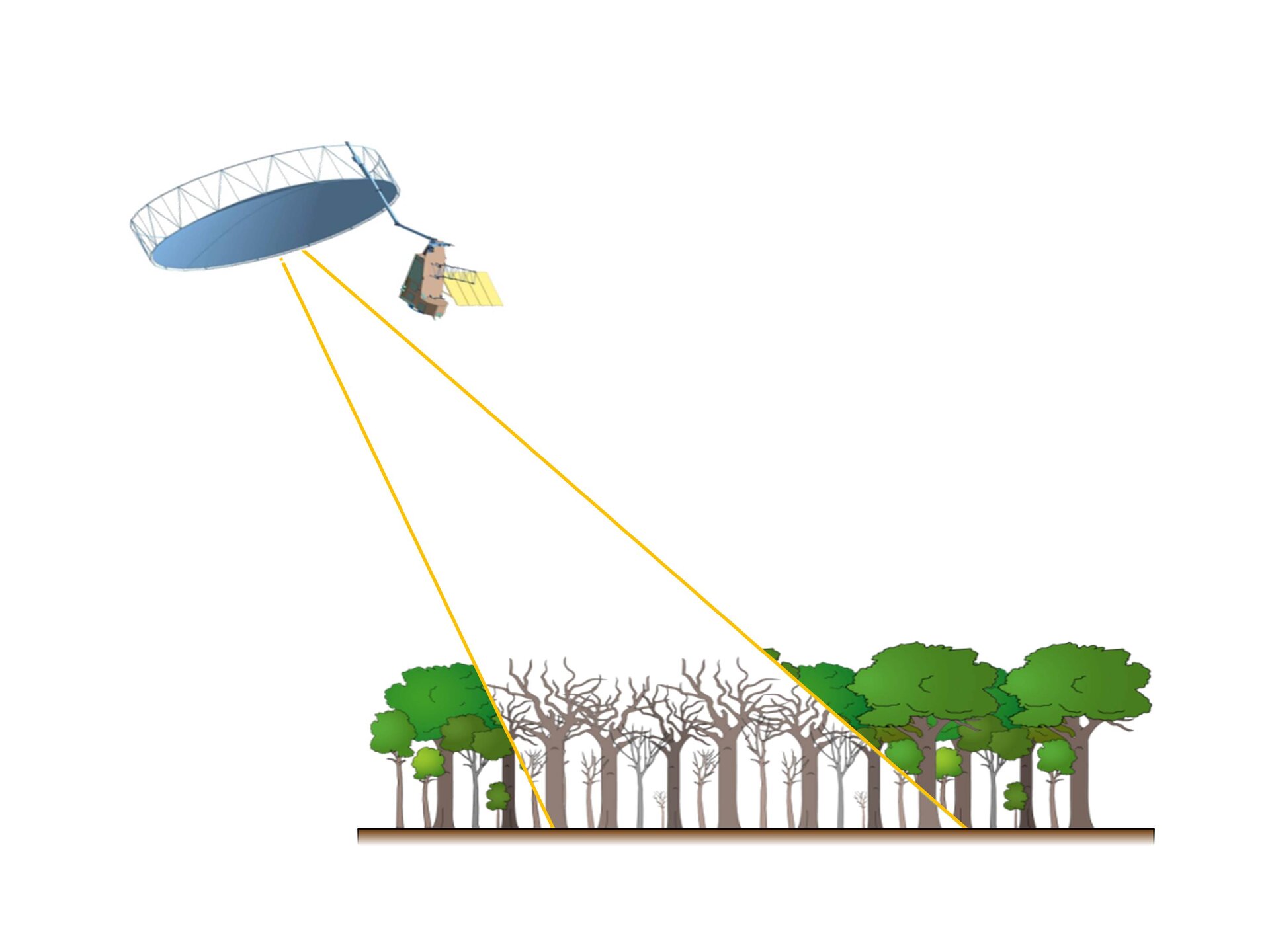 P-band radar piercing through forest canopy