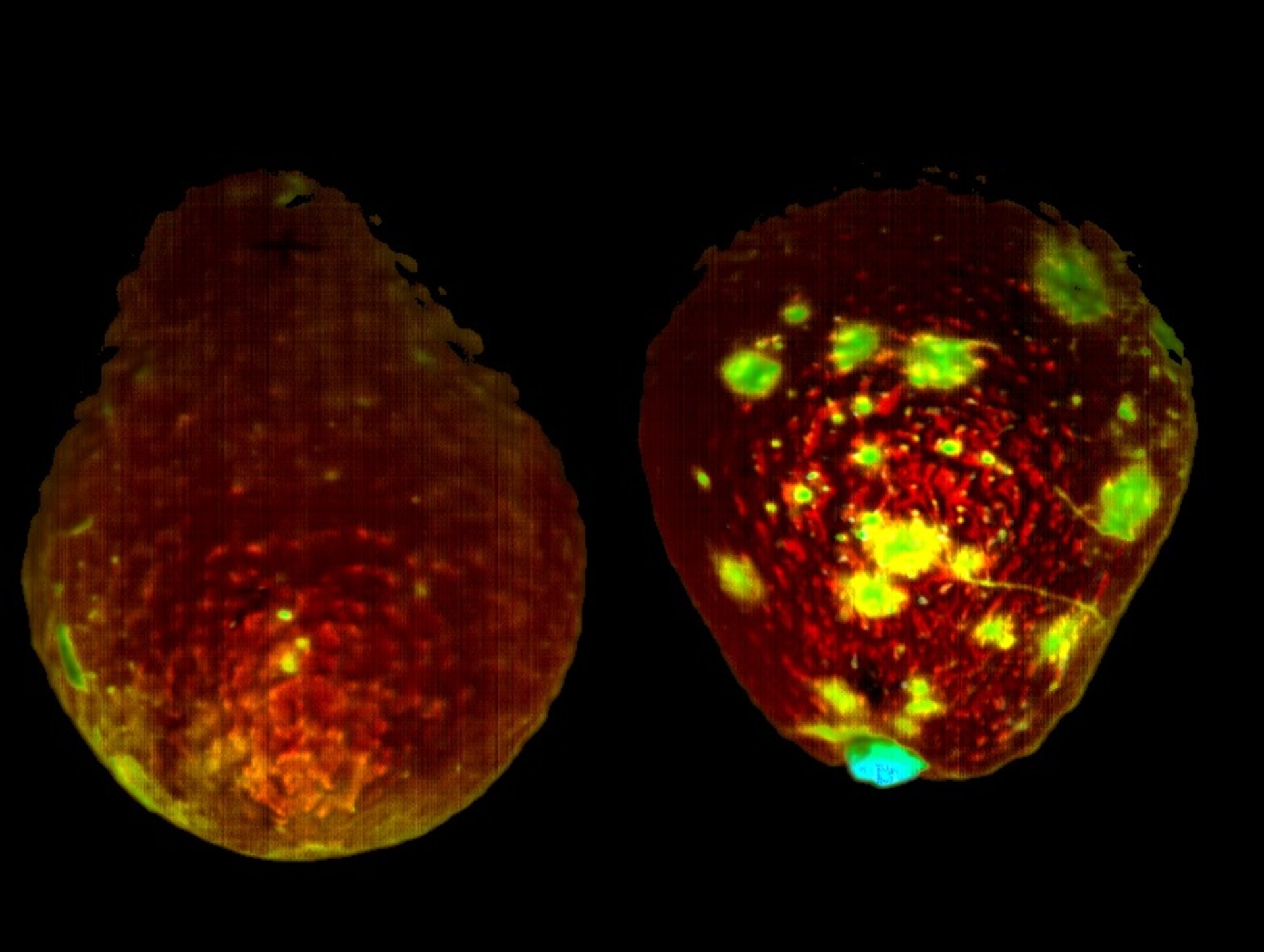 Hyperspectral picture of avocados