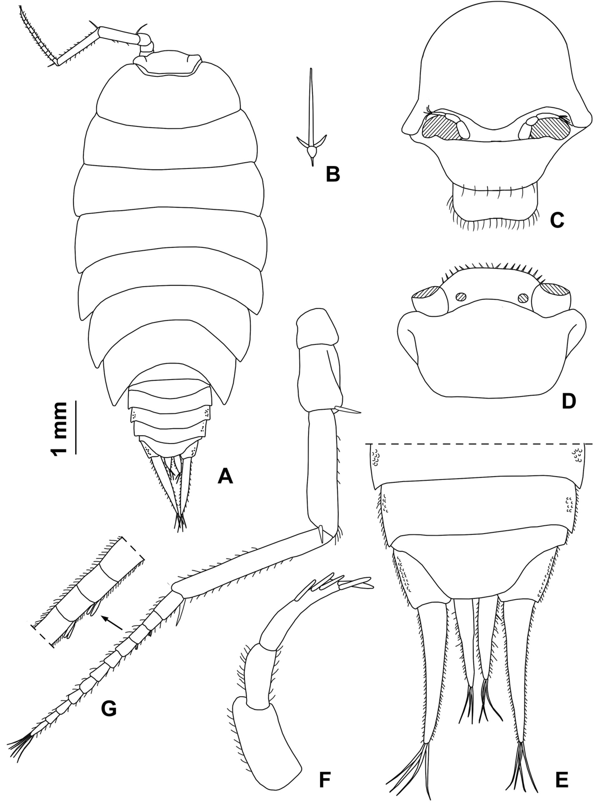 Anatomy of a cave dweller