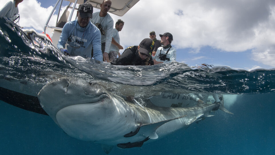 Tiger shark being captured by the SHARC tagging team