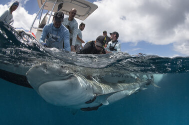Tiger shark being captured by the tagging team