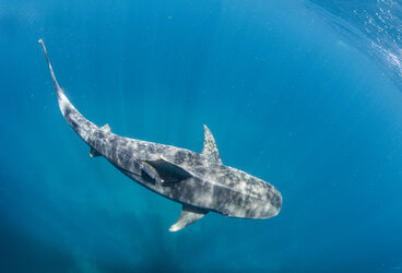 Tiger shark with tag