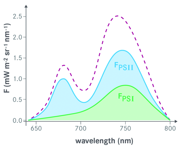 Two-peak fluorescence