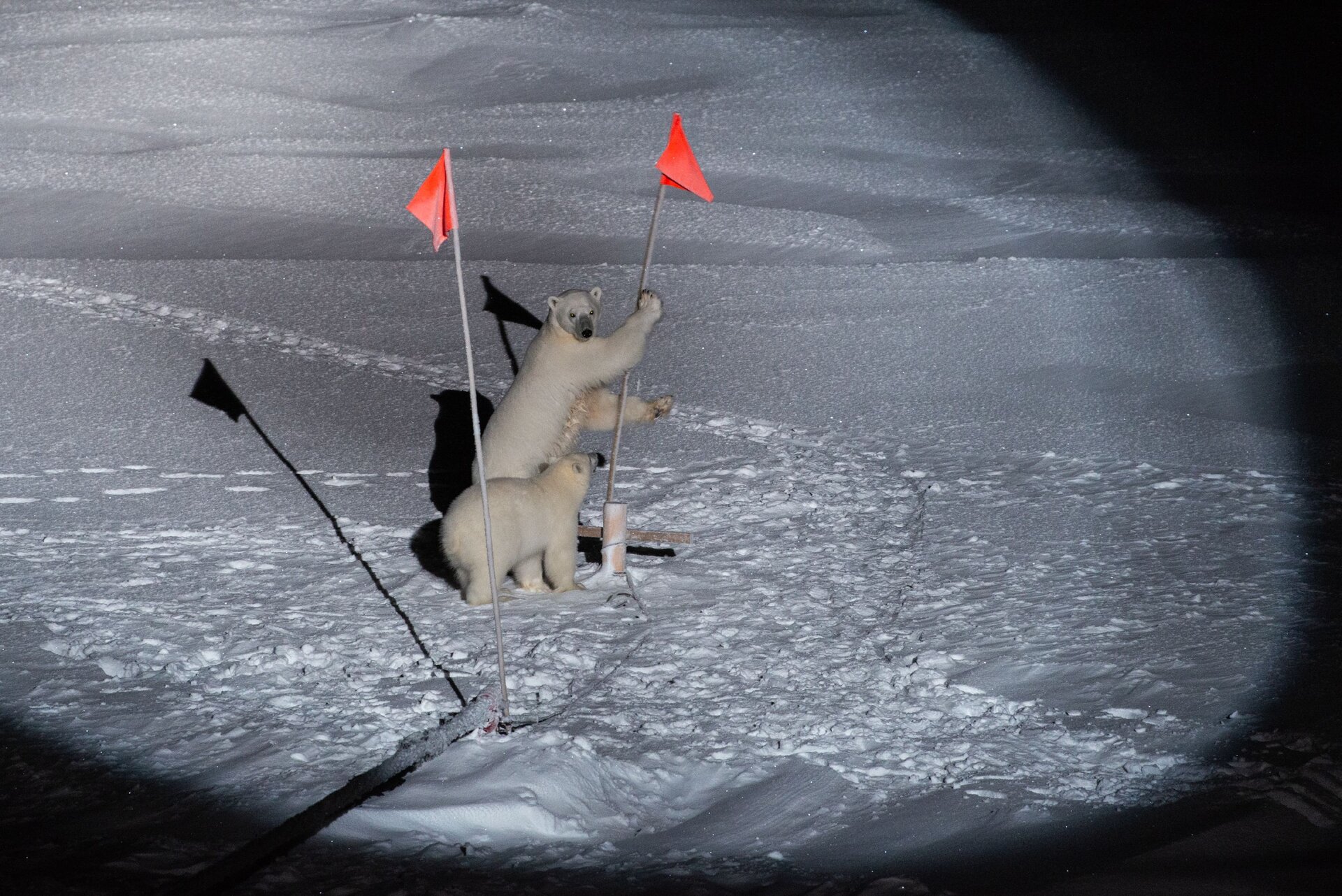 Polar bears taking part in the MOSAiC Arctic expedition