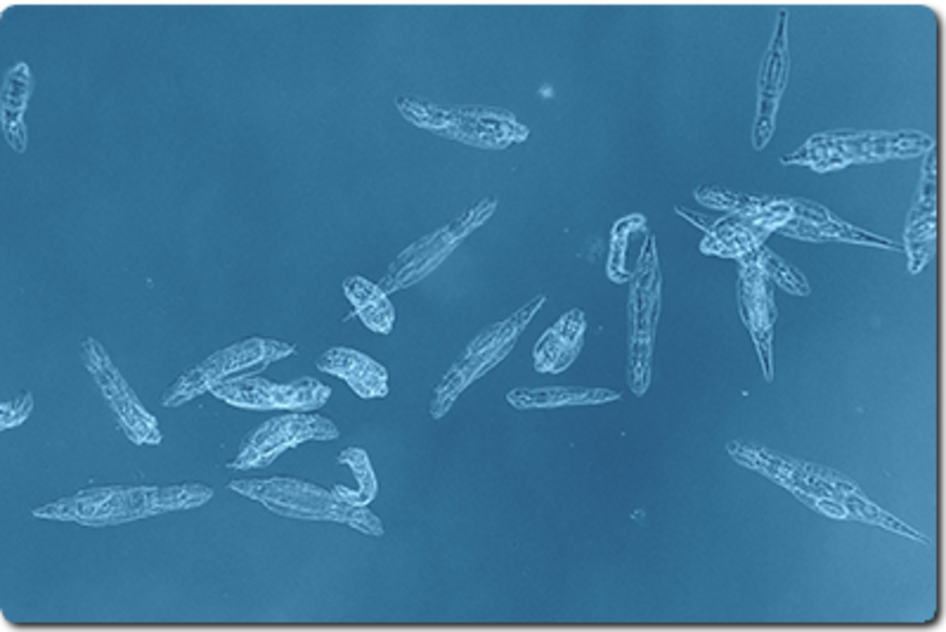 Rotifer colony