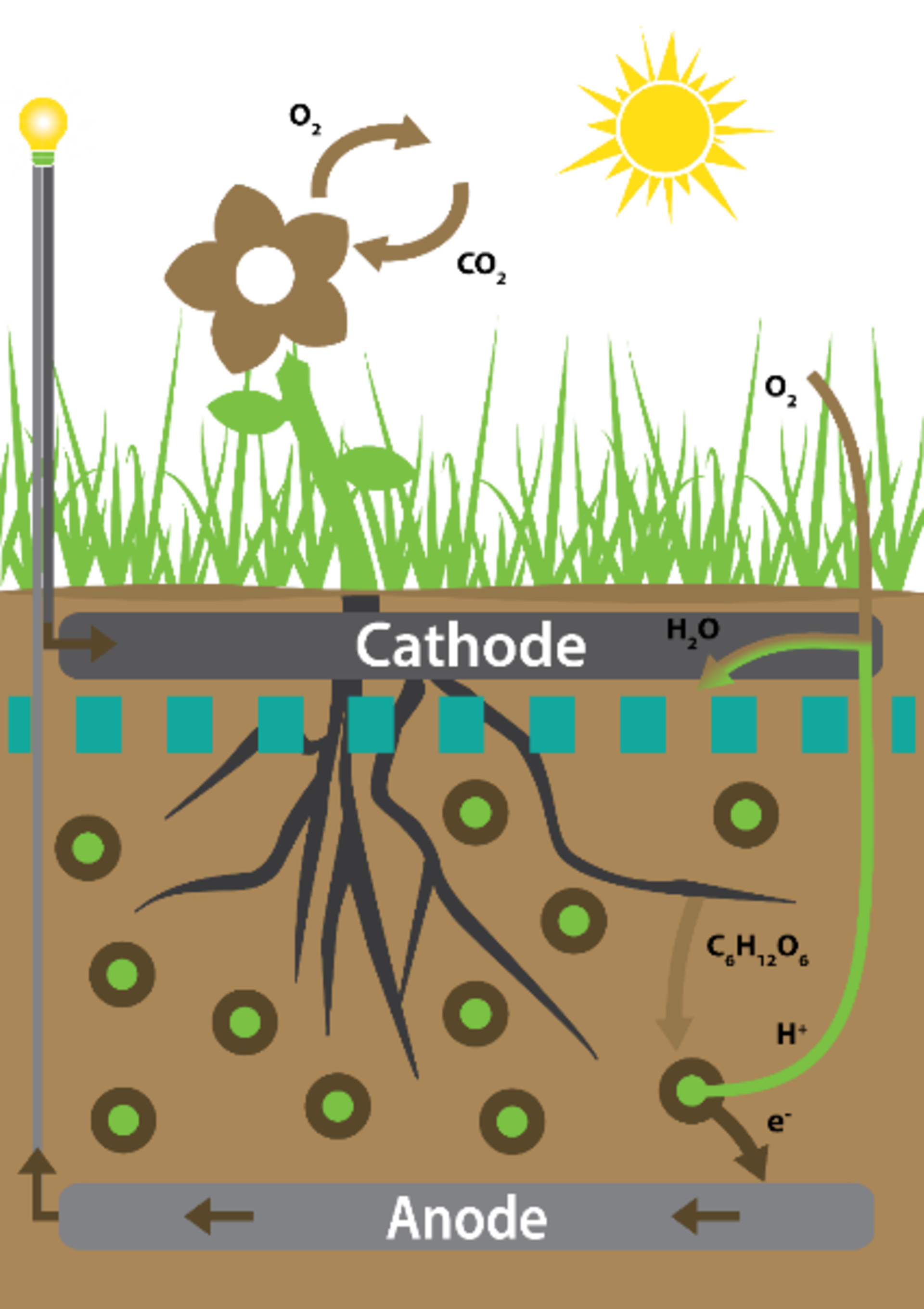 Bacteria around the roots release electrons
