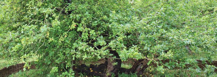 The apple tree at Woolsthorpe Manor in Lincolnshire