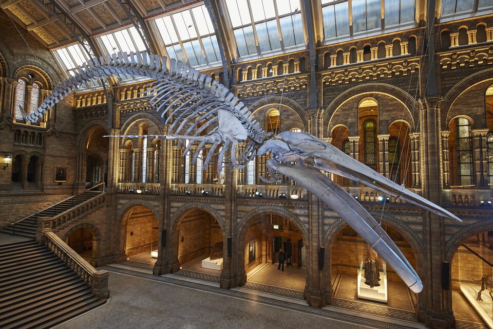 The blue whale skeleton at the Natural History Museum in London