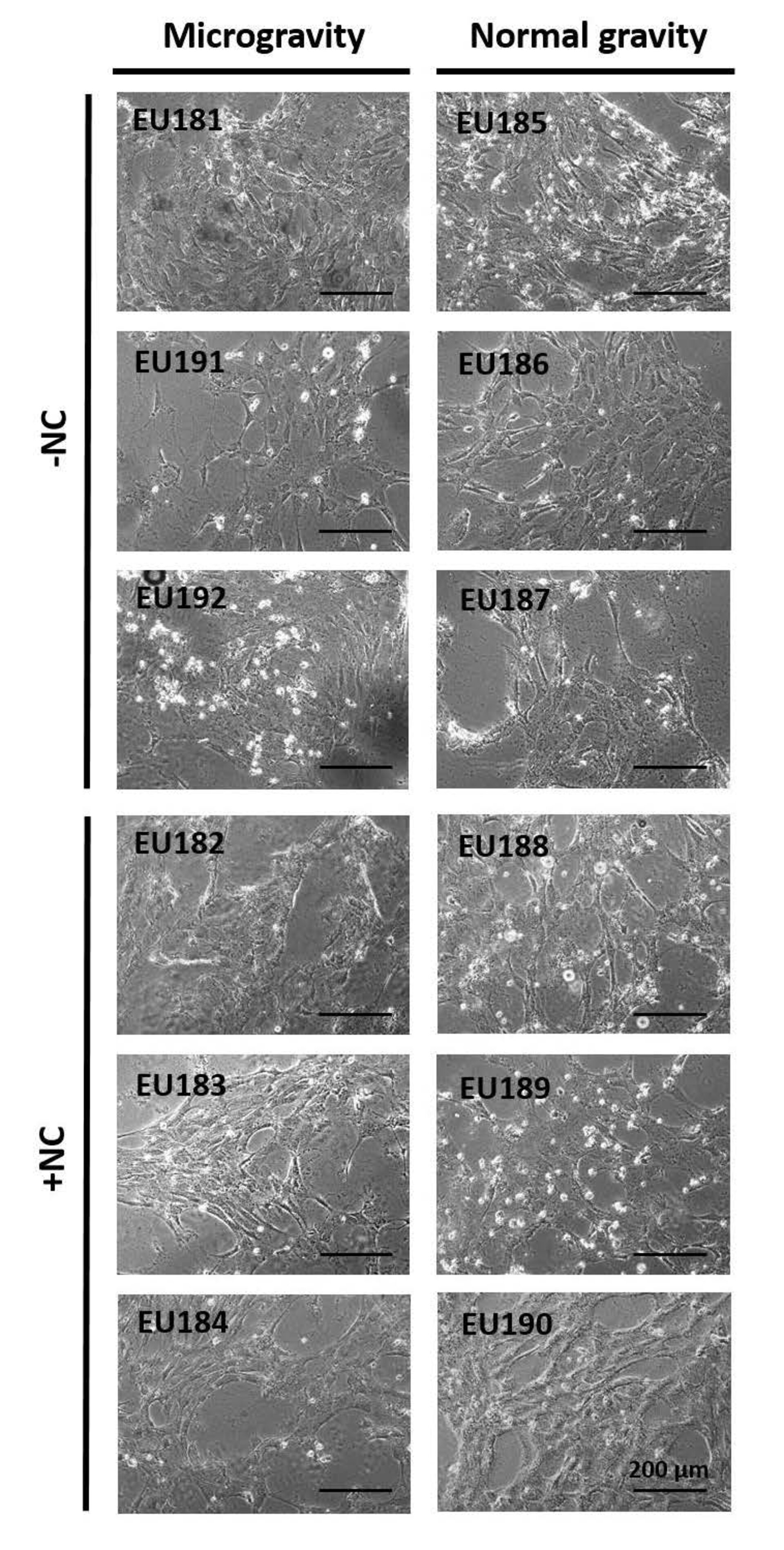 Nano Antioxidants results