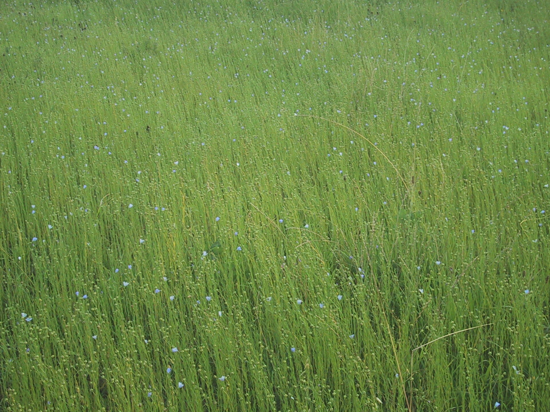 Field of flax