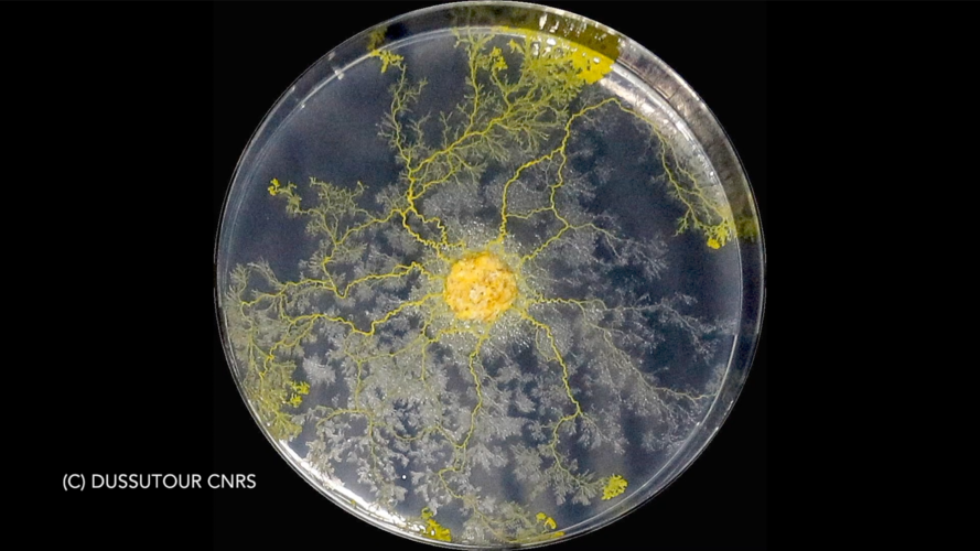 Blob the slime mould