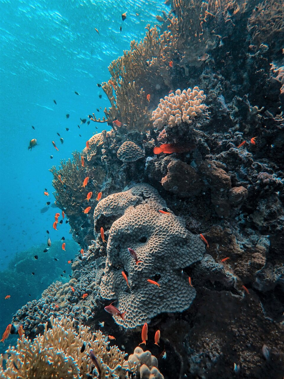 Ocean acidification weakens coral reef skeletons